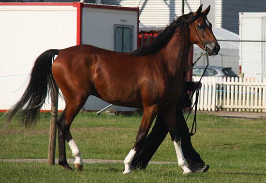 kaalif-2ndjuniormales2