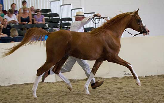 marbon-masadi-crabbetchampion