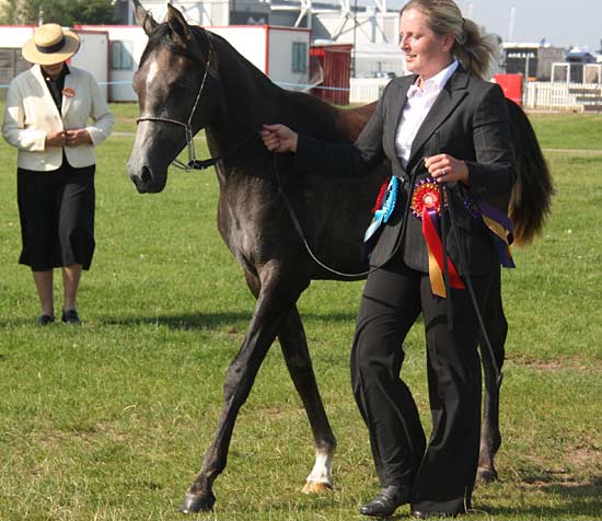 palmyra-youngstockchampion