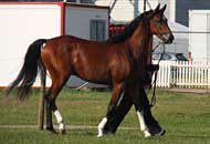 kaalif-2ndjuniormales2