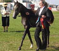 palmyra-youngstockchampion