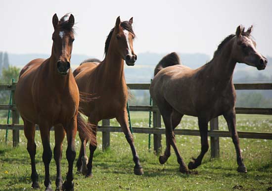 10-kallista-wahibasamska