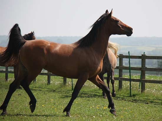 15-kallista-strutting