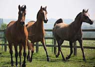 10-kallista-wahibasamska