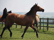 15-kallista-strutting